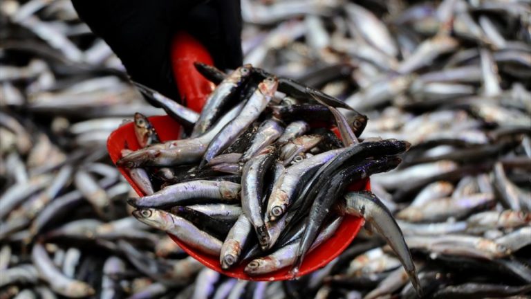 Hamsi, Türkiye denizlerinin değişmeyen lideri