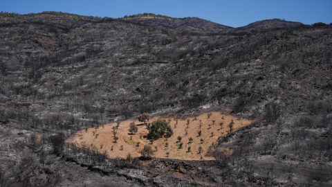 İzmir'de önceden otlardan temizlenen bahçe yangından etkilenmedi