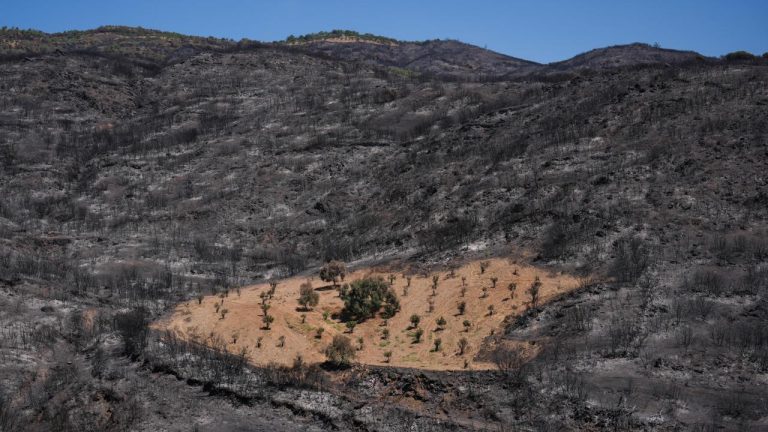 İzmir’de önceden otlardan temizlenen bahçe yangından etkilenmedi