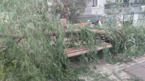 İzmir'de devrilen ağacın altında kalan 2 kişi yaralandı