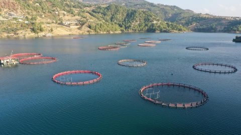 Su ürünleri avcılığı sözleşmeli üretim kapsamına alındı