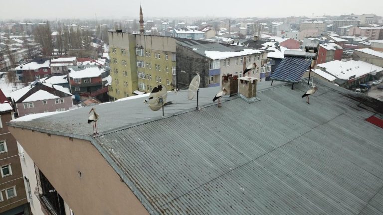 Ağrı’da kış ortasında bahar habercisi leylekler şaşırttı