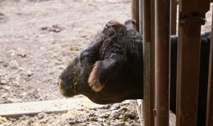 ‘Heartland Veterinerleri: Bir Aile Hikayesi’, 23 Mart Pazartesi 21.00’de National Geographic WILD Ekranlarında İzleyicilerle Buluşuyor! ‘Heartland Veterinerleri: Bir Aile Hikayesi’, 23 Mart Pazartesi 21.00’de National Geographic WILD Ekranlarında İzleyicilerle Buluşuyor!