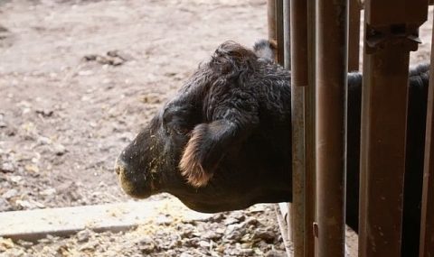 ‘Heartland Veterinerleri: Bir Aile Hikayesi’,   23 Mart Pazartesi 21.00’de   National Geographic WILD Ekranlarında İzleyicilerle Buluşuyor!