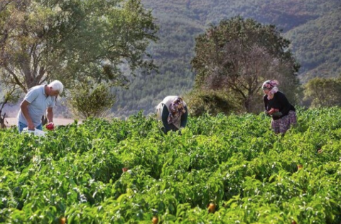 Eski Tadında’dan Organik ve Güvenilir Sofralar Eski Tadında’dan Organik ve Güvenilir Sofralar